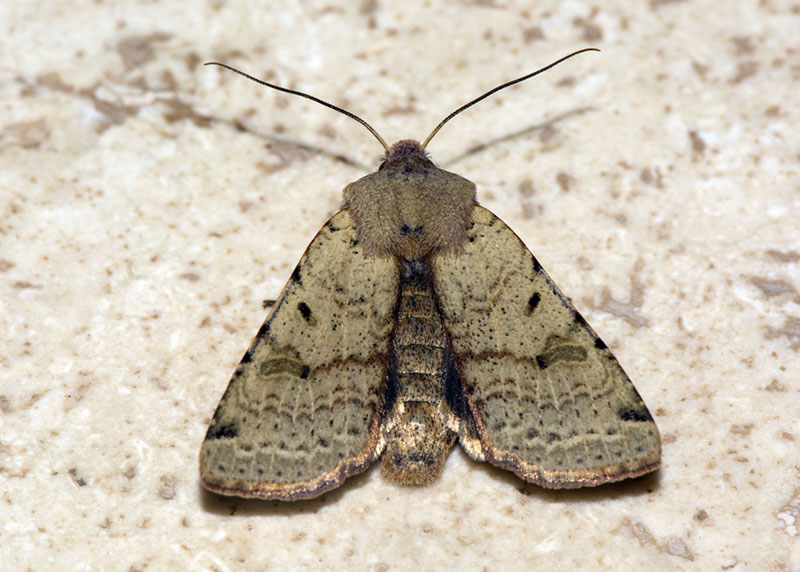 Agrochola lychnidis - Noctuidae